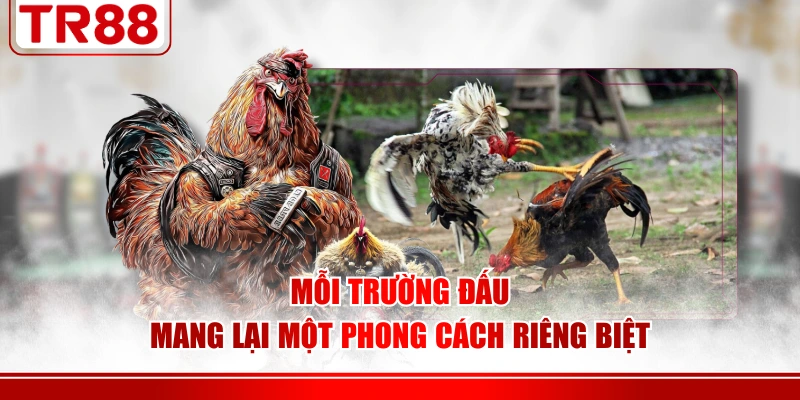 Ba cửa cược chính, đánh giá sức mạnh chiến kê dễ dàng